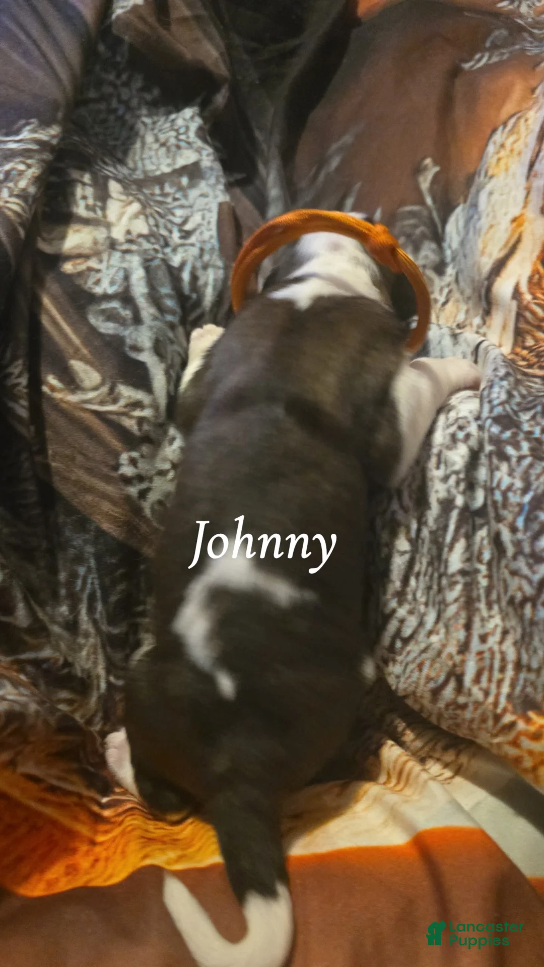 Saint Bernard dogs for sale: Johnny  - Ad 2