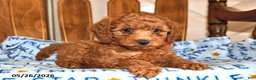 Cavapoo dogs for sale: Reba - Ad 4