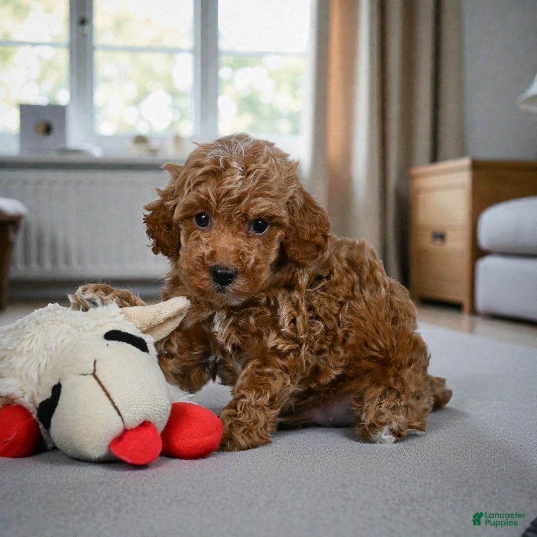 Miniature Poodle dogs for sale: Earl - Ad 8