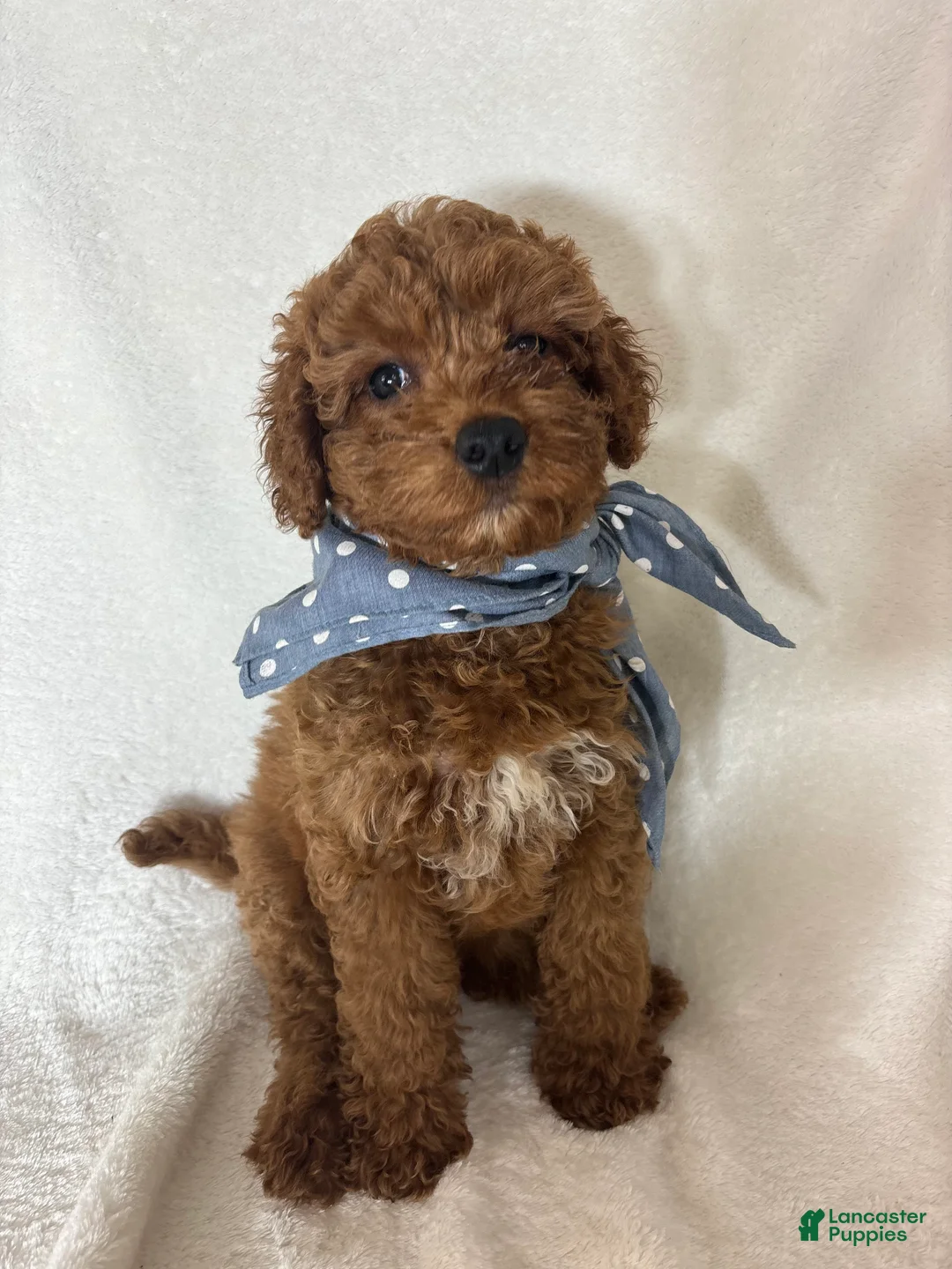 Mini Goldendoodle dogs for sale: Gage - Ad 2