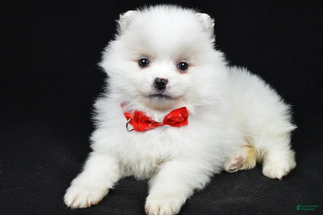 Pomeranian dogs for sale: Peanut - Ad 2