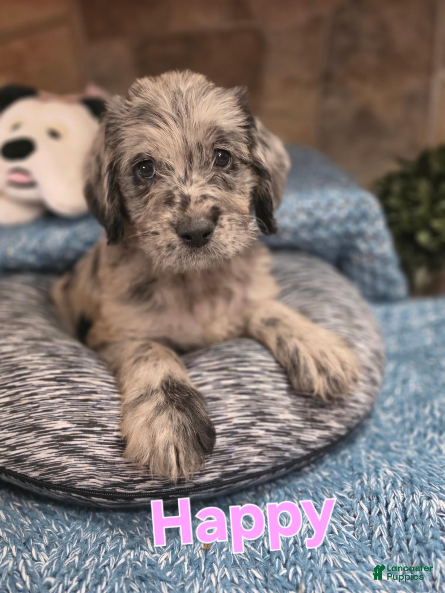 Mixed Breed dogs Happy  - Ad 1