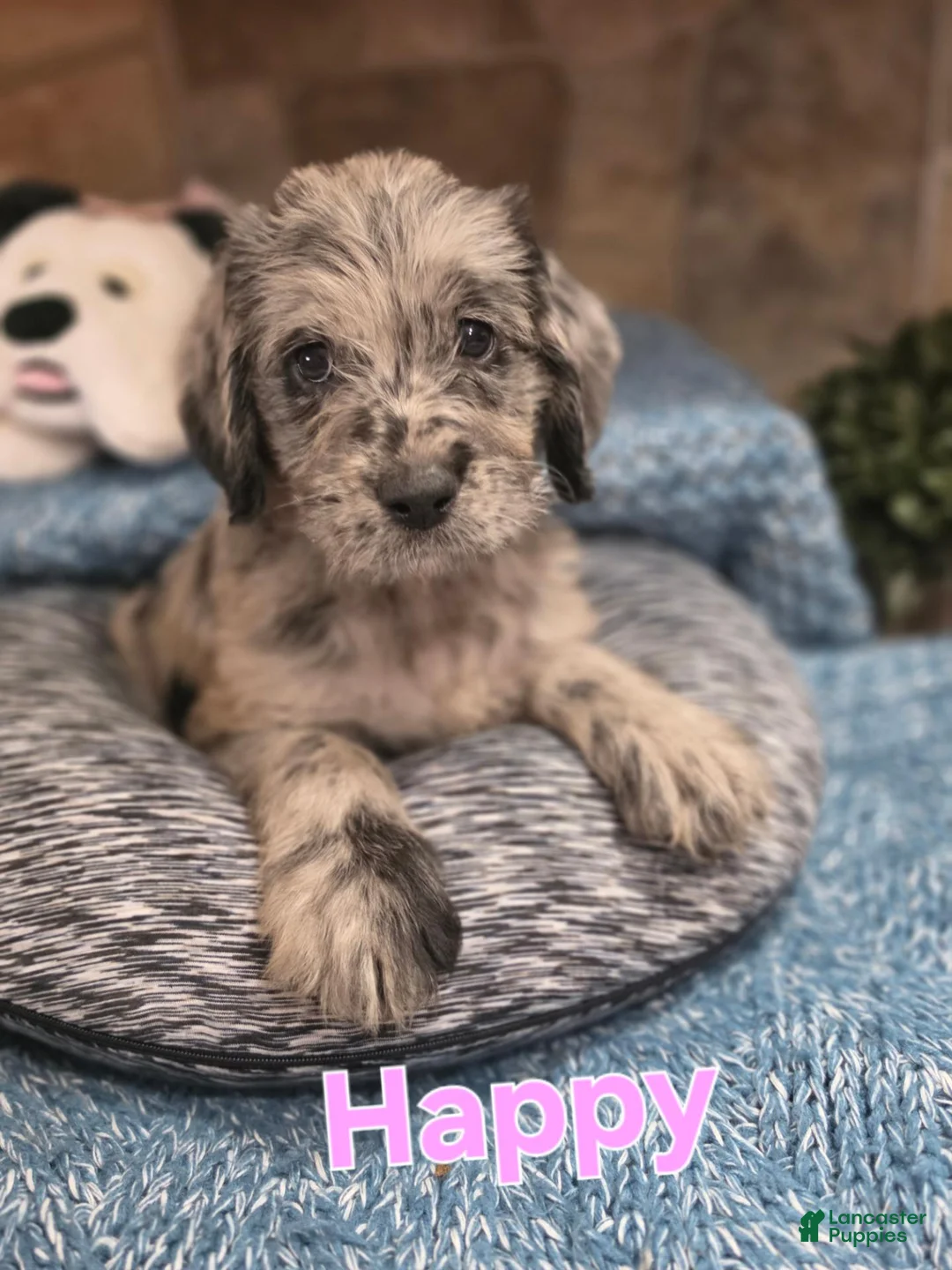 Mixed Breed dogs for sale: Happy  - Ad 1