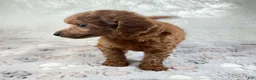 Toy Poodle dogs for sale: Yvonne - Ad 6