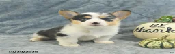 Welsh Corgi Pembroke dogs for sale: Marble - Ad 5