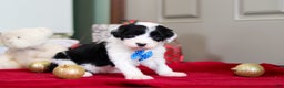 Sheepadoodle dogs for sale: Leo - Ad 2