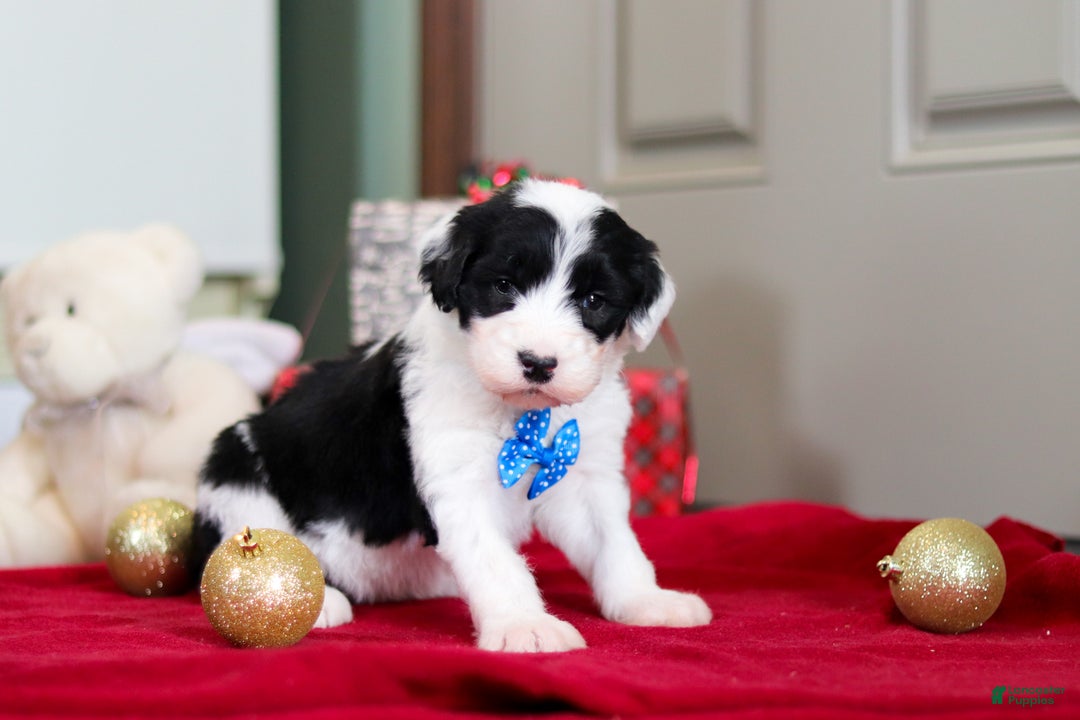 Sheepadoodle dogs for sale: Leo - Ad 2