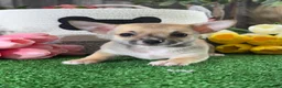 Chihuahua dogs for sale: Finley  - Ad 4