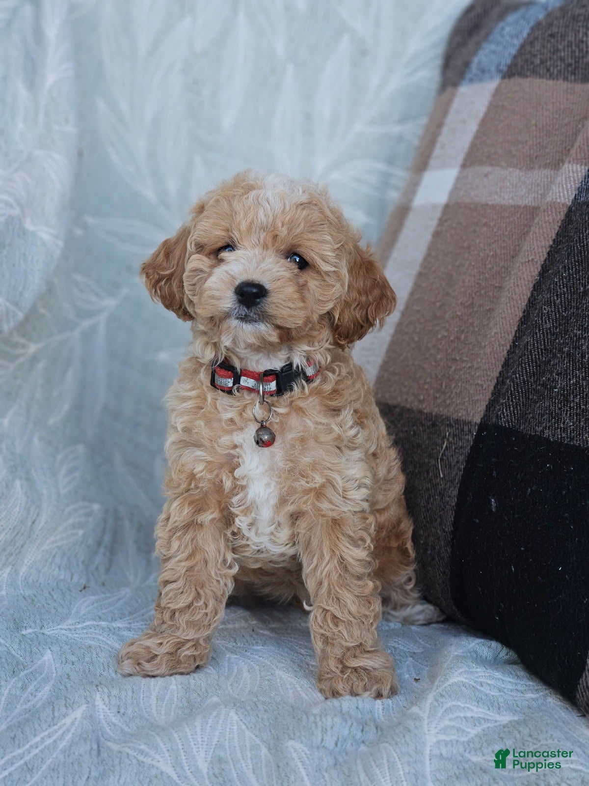 Cockapoo dogs for sale: Brady - Ad 1