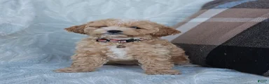 Brady