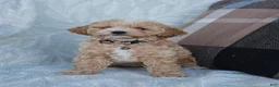 Cockapoo dogs for sale: Brady - Ad 1