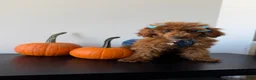 Miniature Poodle dogs for sale: Daisy - Ad 2