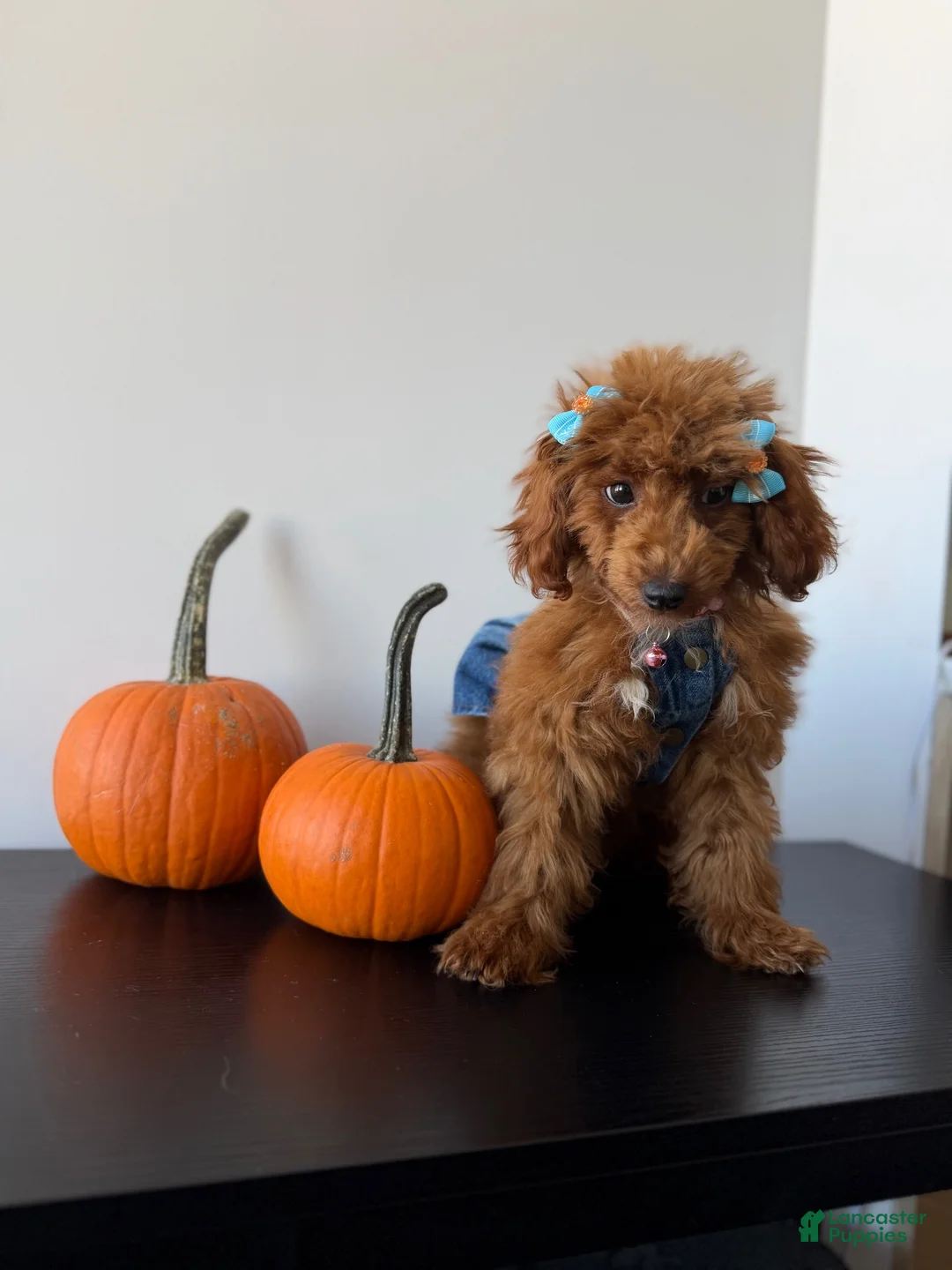 Miniature Poodle dogs for sale: Daisy - Ad 2