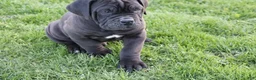 Cane Corso dogs for sale: Blanchard - Ad 5
