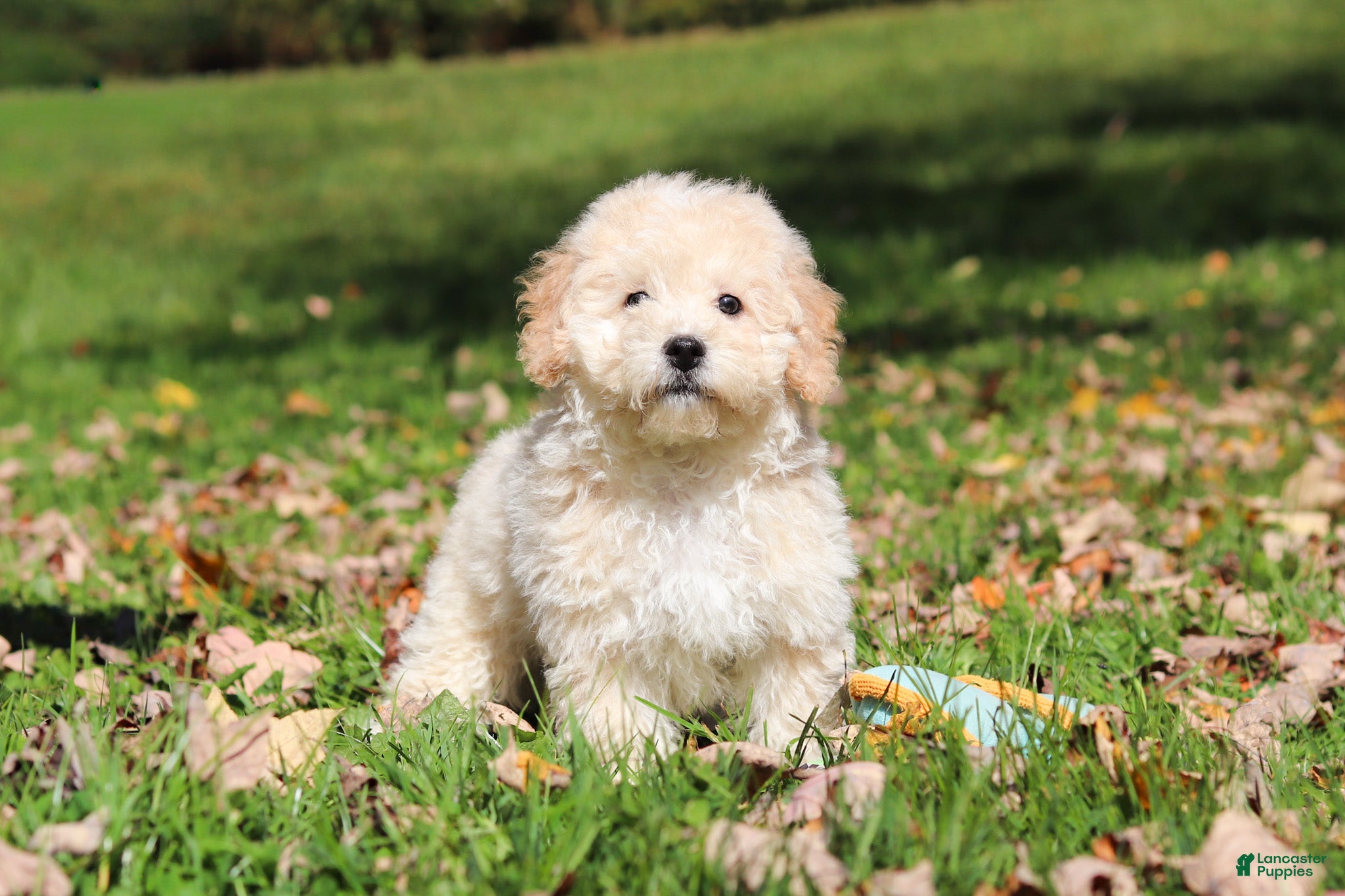 Maltipoo dogs for sale: Connor - Ad 2