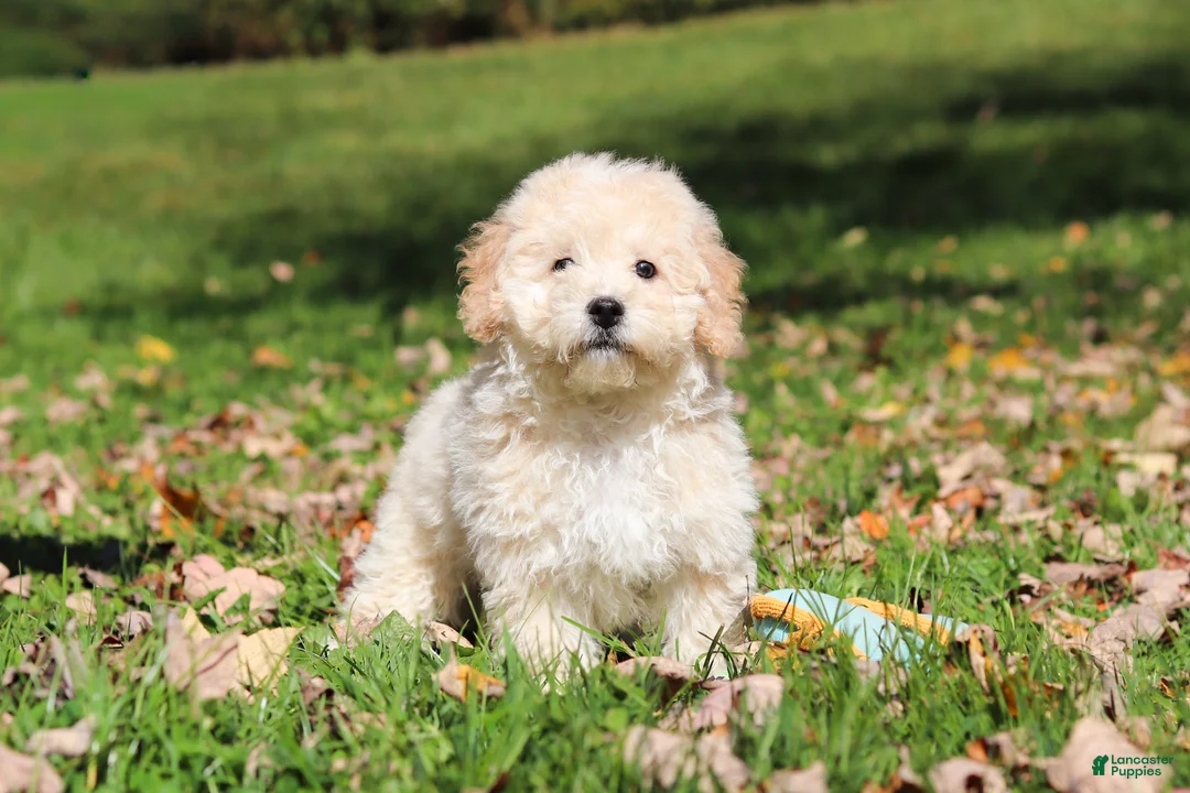 Maltipoo dogs for sale: Connor - Ad 2