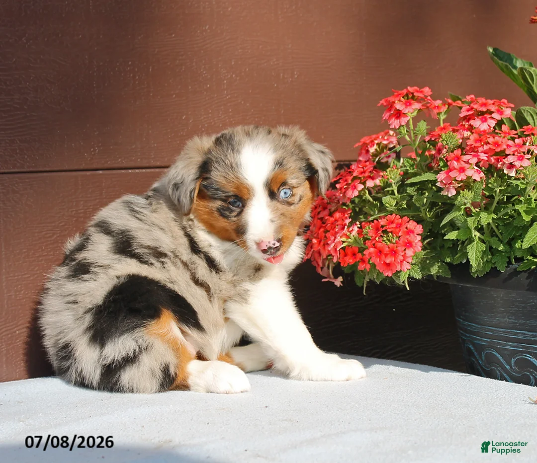 Miniature Australian Shepherd dogs for sale: Annie - Ad 2