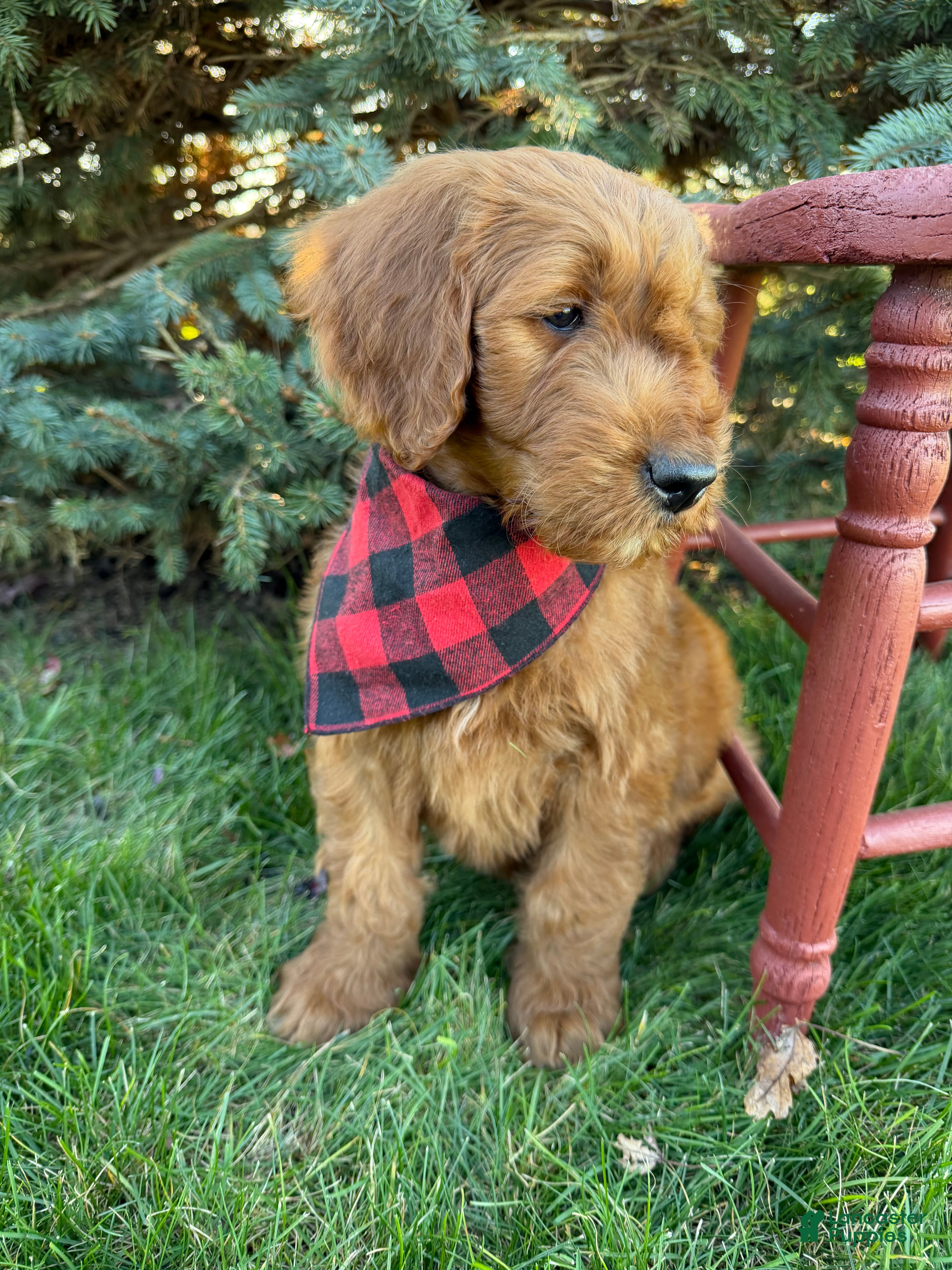 Goldendoodle dogs BANKS  - Ad 2