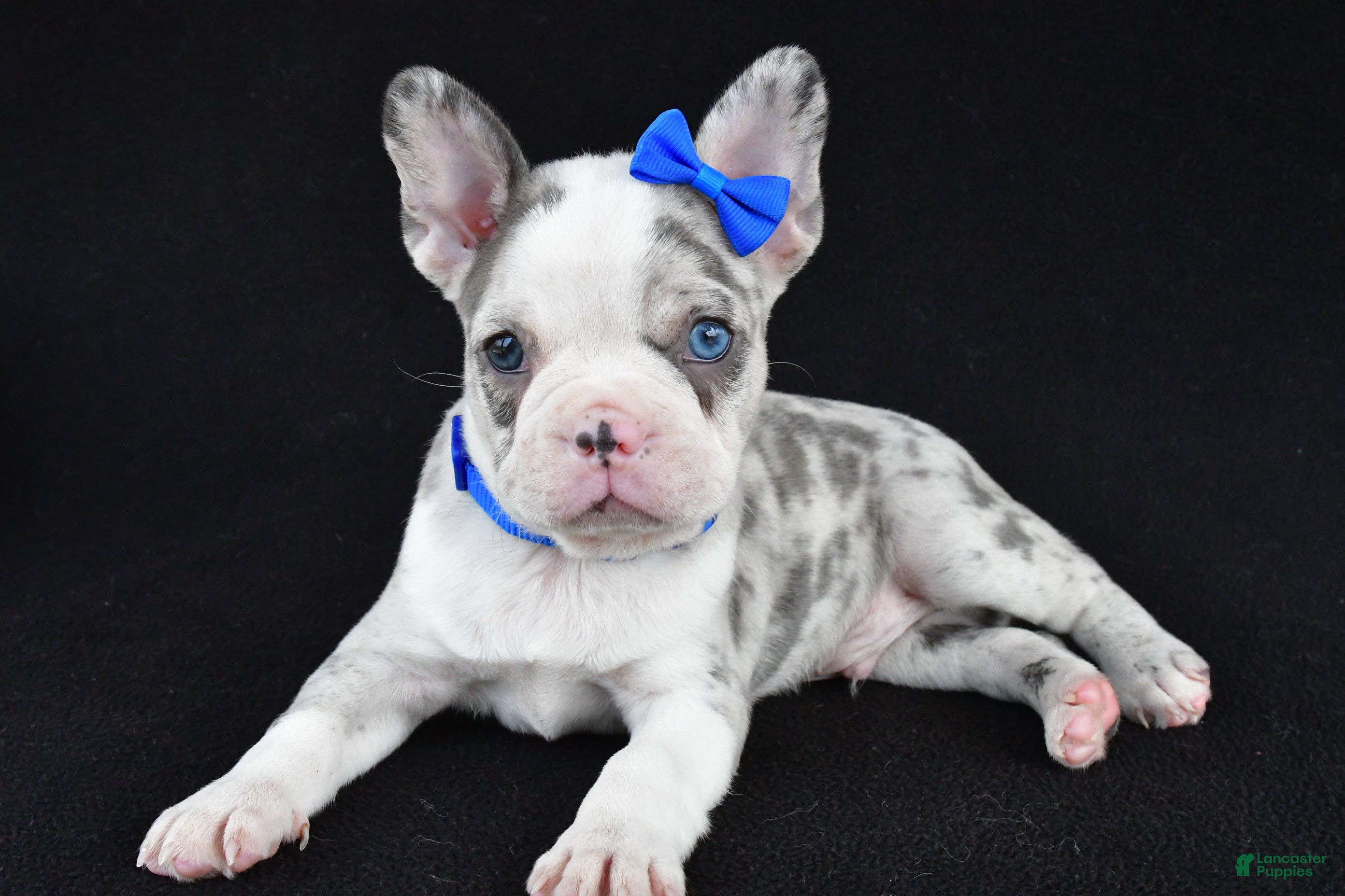 Frenchton dogs Dante - Ad 1
