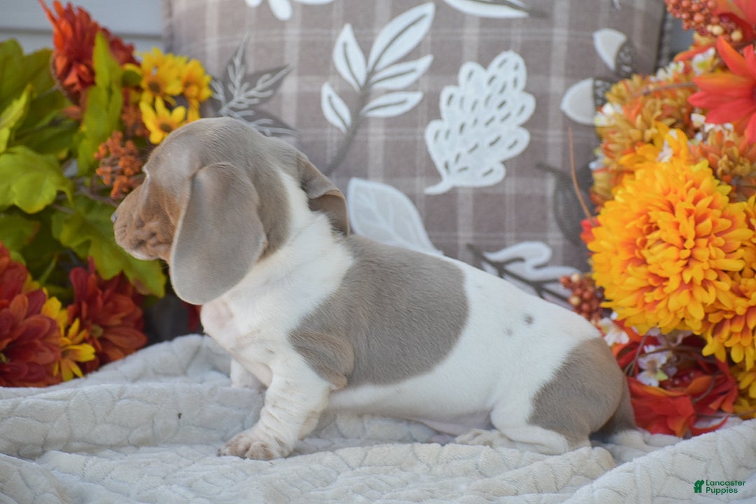 Dachshund dogs for sale: Angus - Ad 6