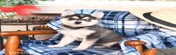 Alaskan Klee Kai dogs for sale: Teddy - Ad 2