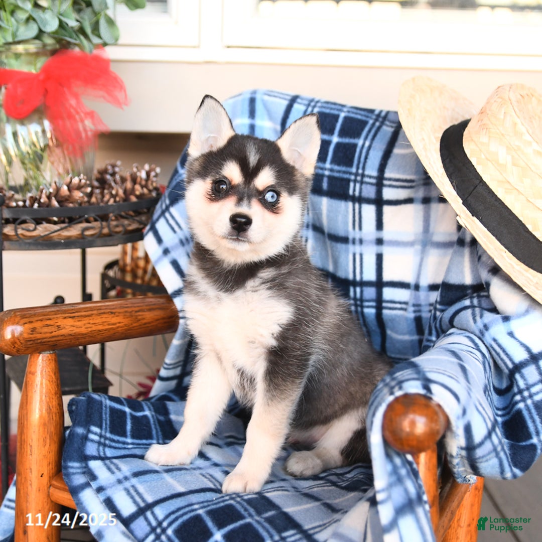 Alaskan Klee Kai dogs for sale: Teddy - Ad 2