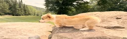 Welsh Corgi Pembroke dogs for sale: DEXER - Ad 8