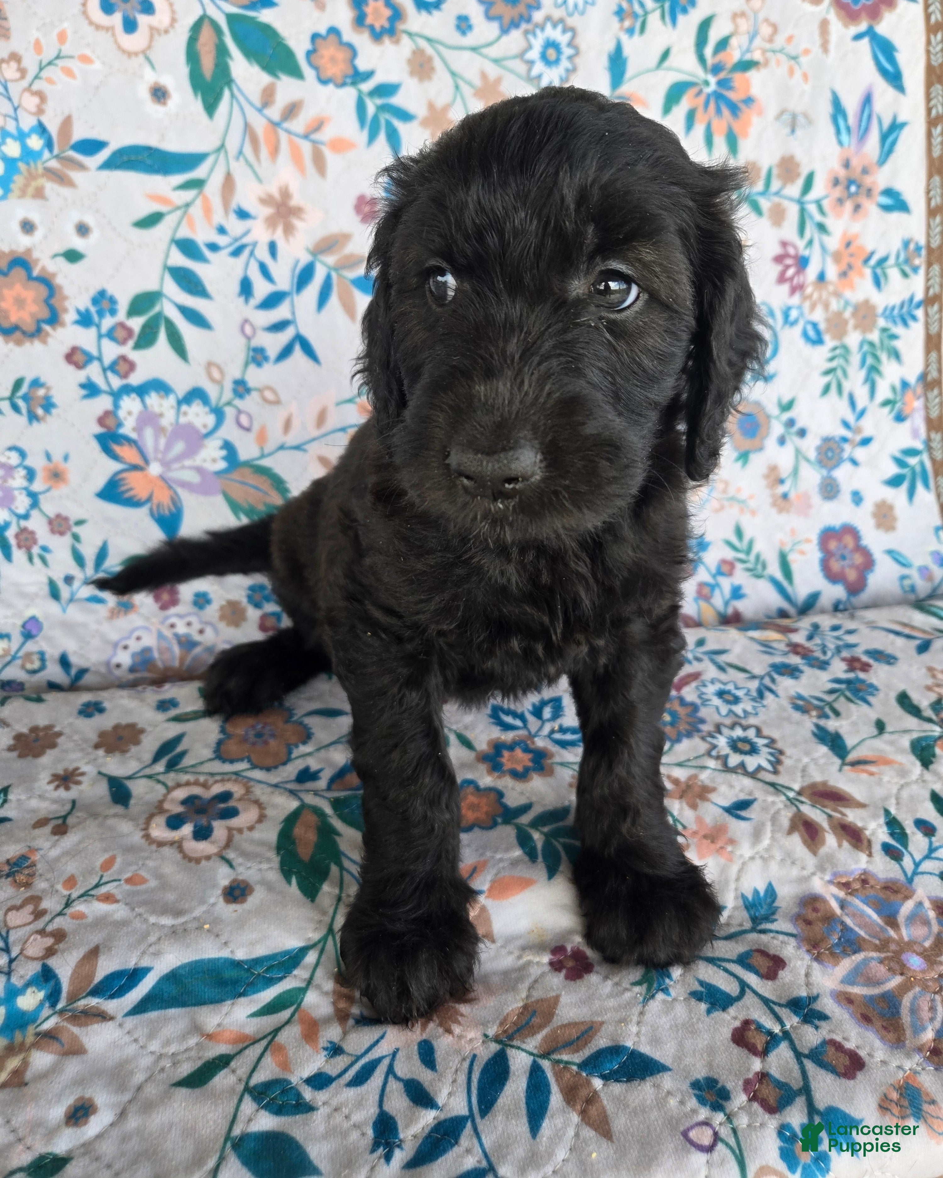 Goldendoodle dogs Purple Girl - Ad 30