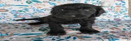 Goldendoodle dogs for sale: Purple Girl - Ad 1