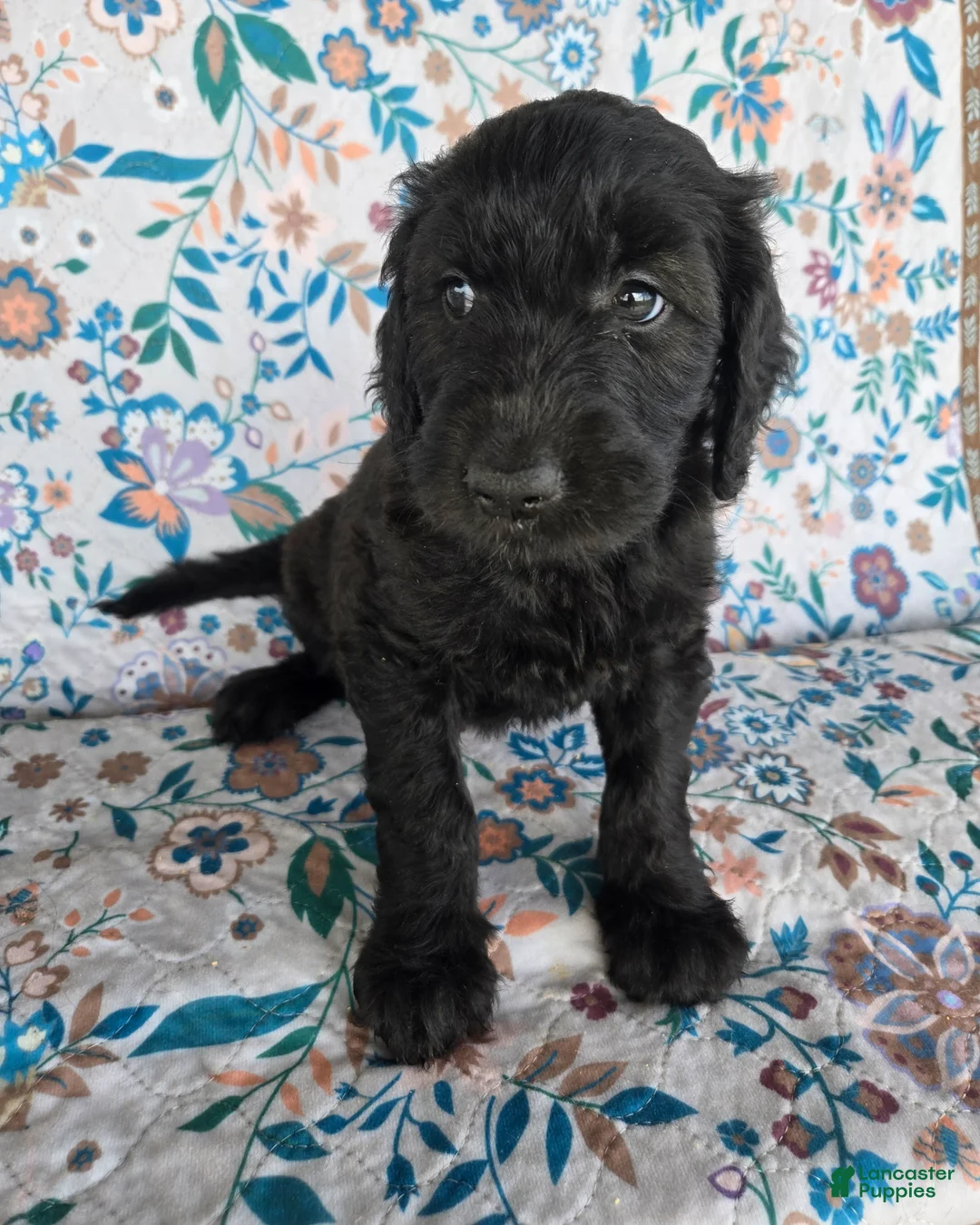 Goldendoodle dogs for sale: Purple Girl - Ad 1