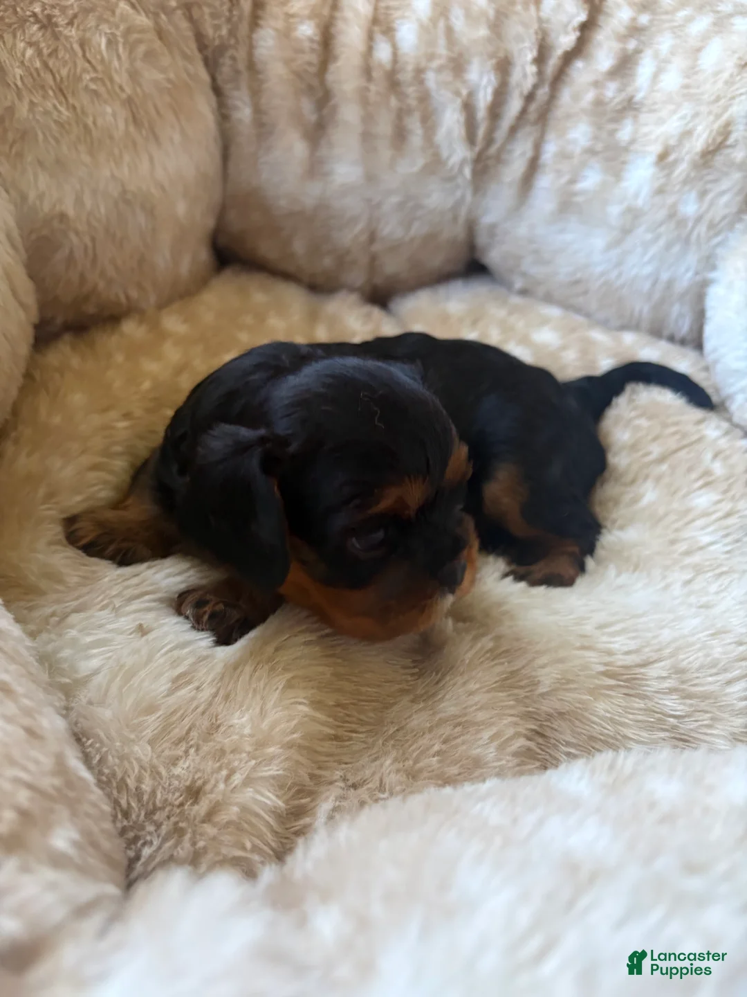 Cavalier King Charles Spaniel dogs for sale: Cavalier King Charles Spaniel 2 - Ad 2
