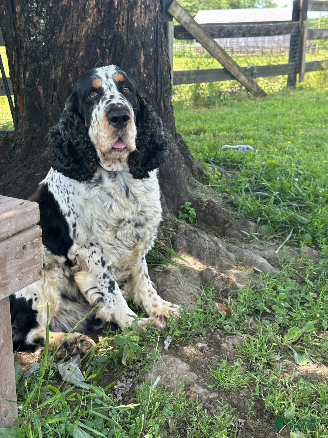 English Springer Spaniel dogs for sale: Chester - Ad 6