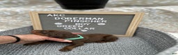 Doberman Pinscher dogs for sale: Red boy, green collar - Ad 2