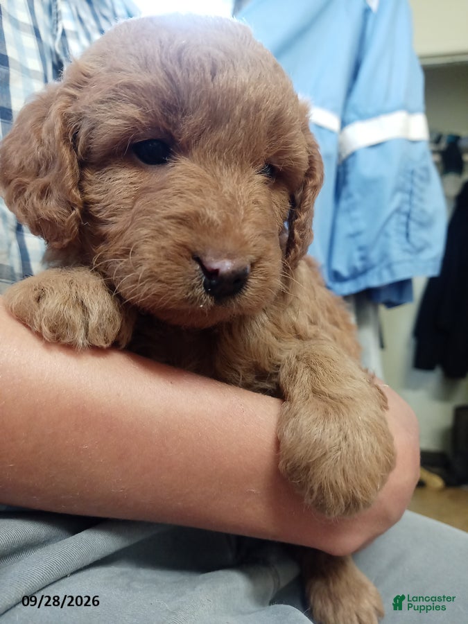 Rosie