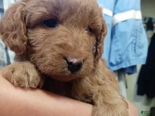Goldendoodle dogs Rosie - Ad 40
