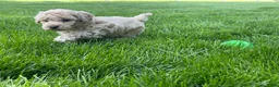 Miniature Poodle dogs for sale: Amos Miniature Poodle Puppy  - Ad 8