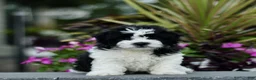 Teddy Bear dogs for sale: Sunshine  - Ad 4