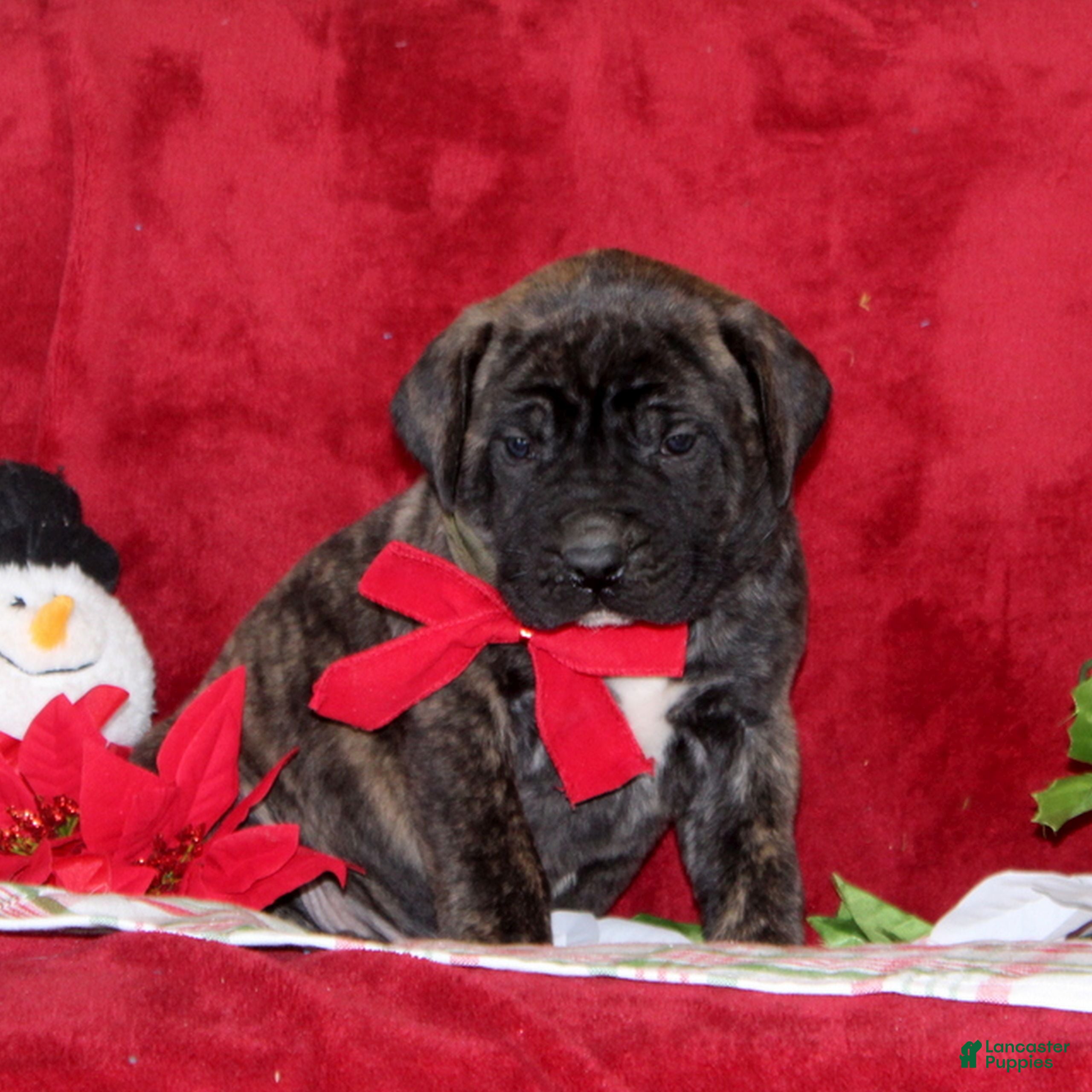 English Mastiff dogs Tucker  - Ad 11