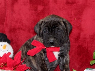 English Mastiff dogs Tucker - Ad 5