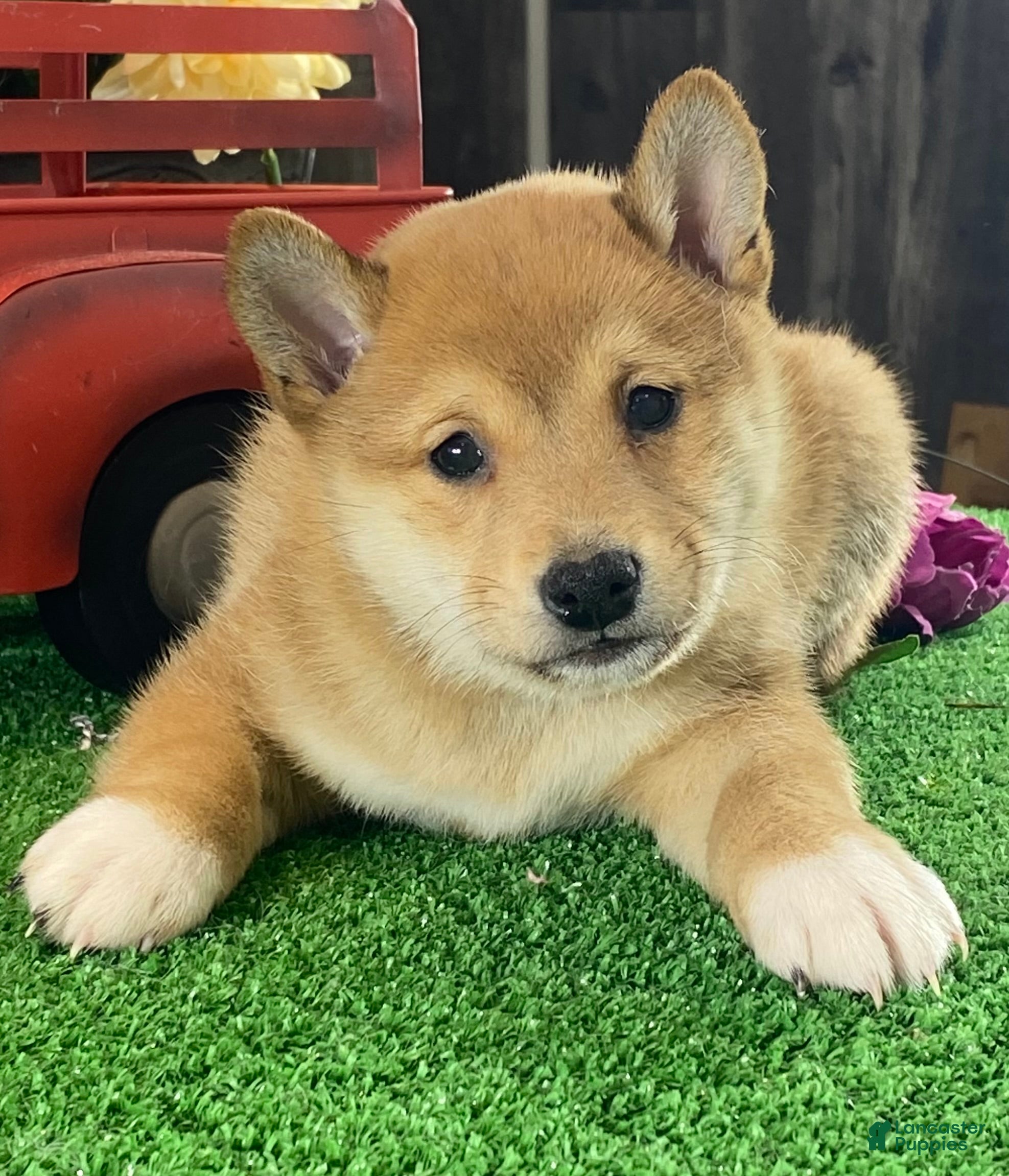 Shiba Inu dogs Infinity  - Ad 33