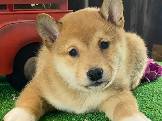 Shiba Inu dogs Infinity - Ad 33