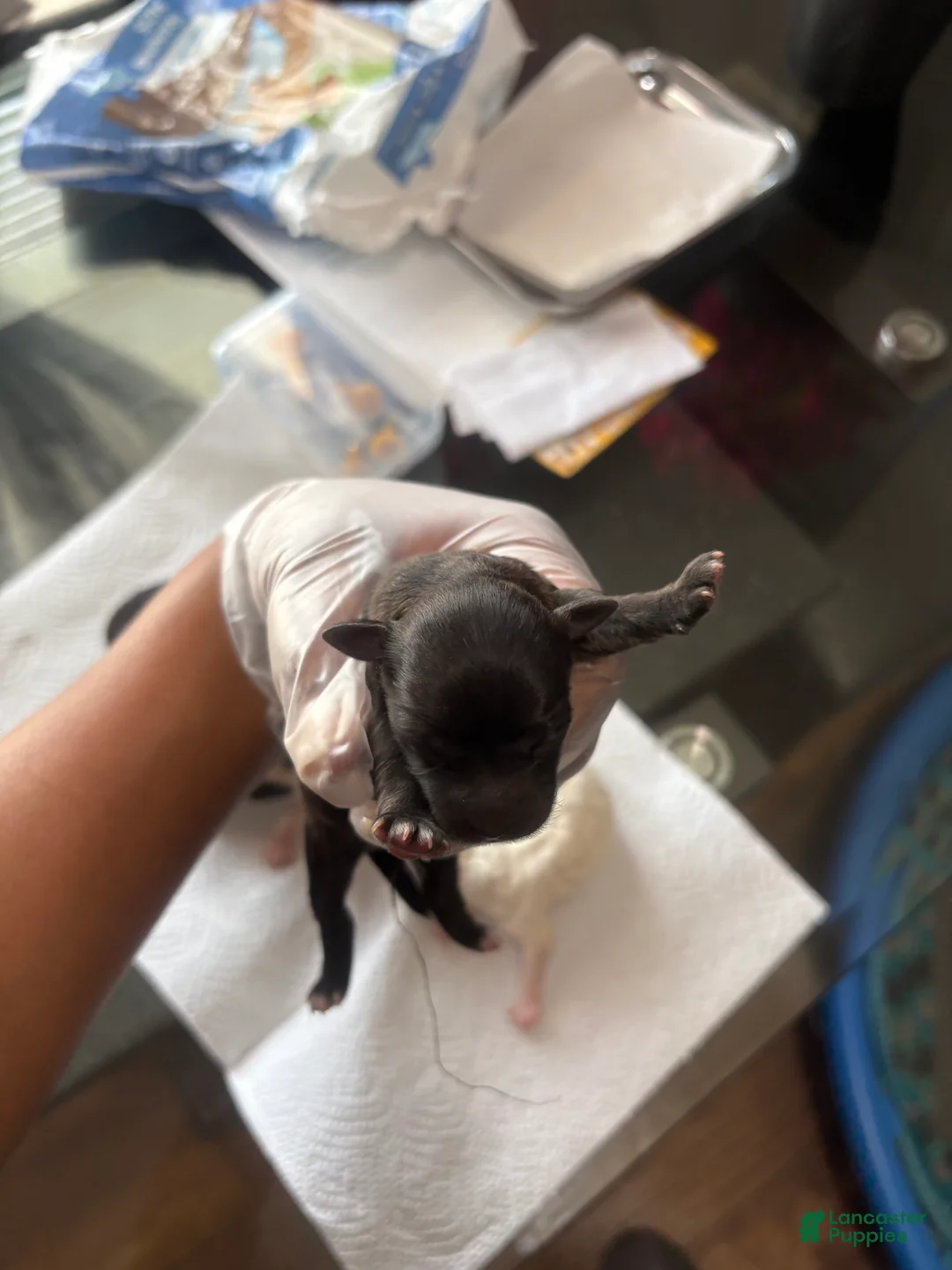 Maltipoo dogs for sale: Maltipoo Puppy 2 - Ad 1