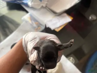 Maltipoo dogs Maltipoo Puppy 2 - Ad 15