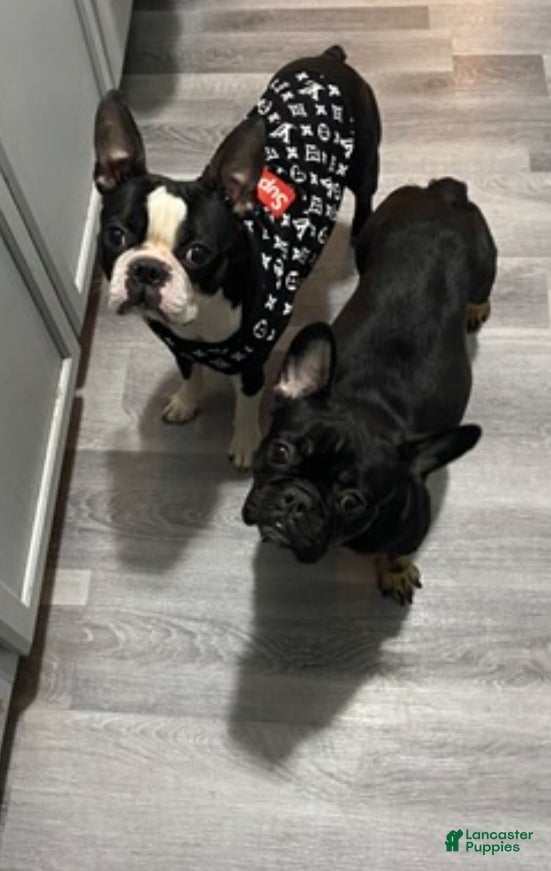 Frenchton dogs for sale: Midnight  - Ad 3