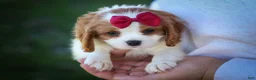Cavalier King Charles Spaniel dogs for sale: Princeton🐶 - Ad 5