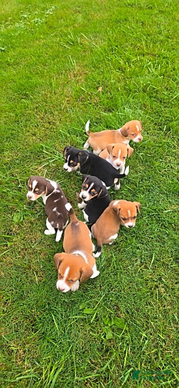Mixed Breed dogs for sale: Rex - Ad 2