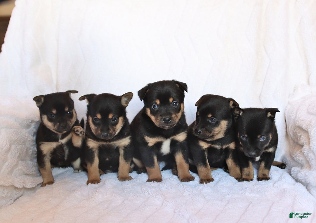 Mixed Breed dogs for sale: Kirby - Ad 3