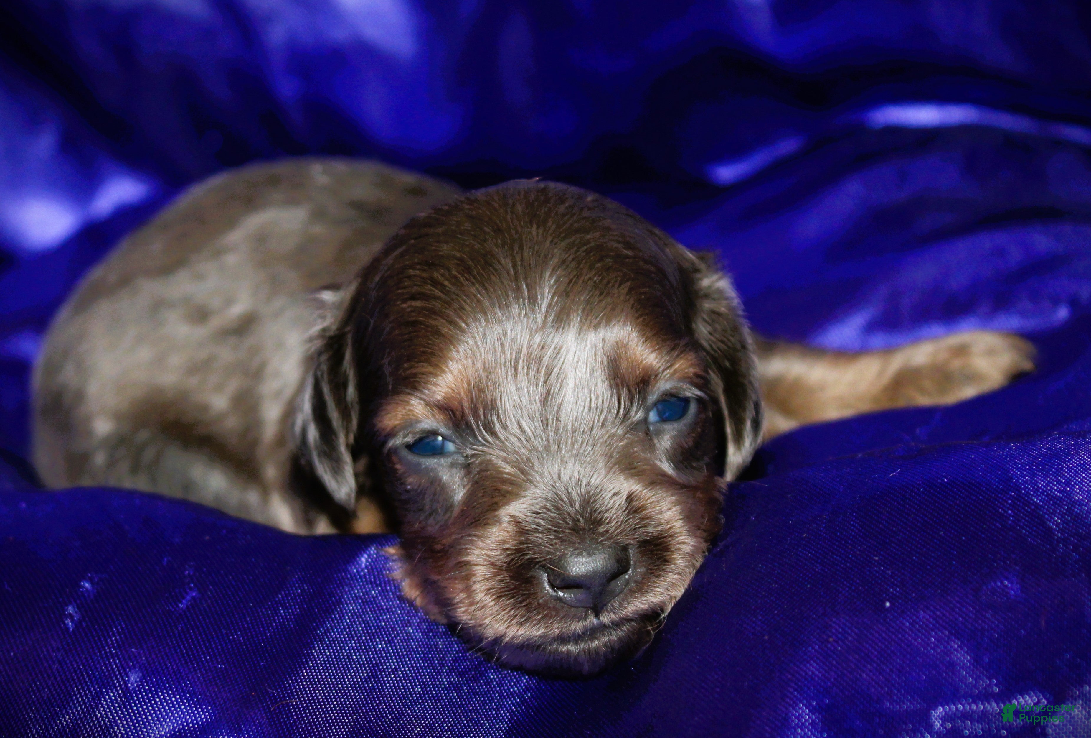 Dachshund dogs for sale: Penelope - Ad 1