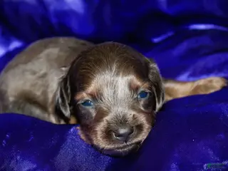 Dachshund dogs Penelope - Ad 33