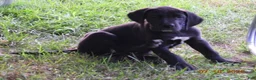 Great Dane dogs for sale: Great Dane 1 - Ad 4